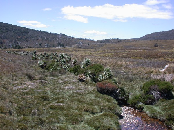 Pandanus Trees
